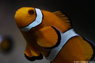 Poisson clown - Clown anemonefish