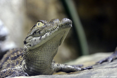 Crocodile du Nil (jeune) - Nile crocodile (immature)