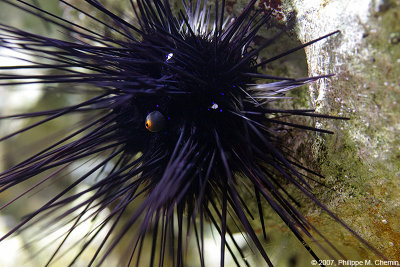 Oursin - Sea urchin