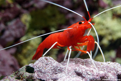 Crevette cardinale - Blood shrimp
