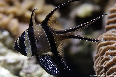 Pterapogon kauderni - Banggai cardinalfish
