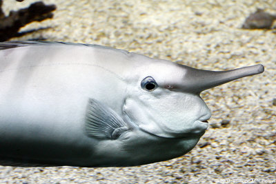 Poisson licorne - Bluespine unicornfish
