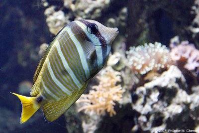 Zebrasoma desjardinii - Red Sea sailfin tang