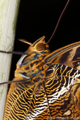 Papillon hibou - Owl butterfly (detail)
