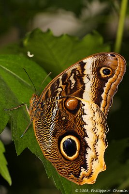 Papillon hibou - Owl butterfly