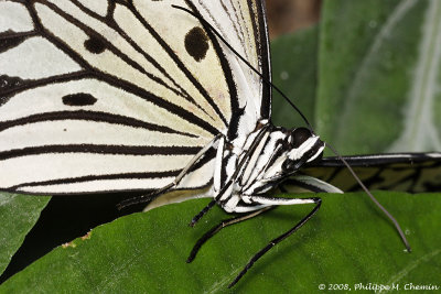 Leucon (Idea leucone) 