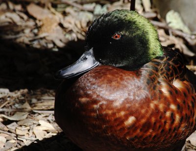 Chestnut TeaL Portrait