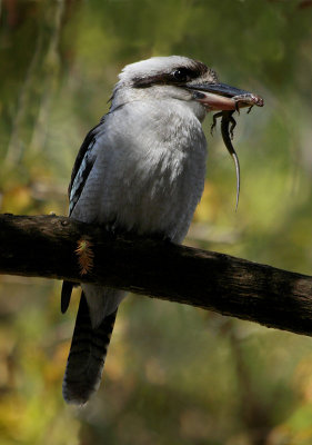 Kookaburra with prey