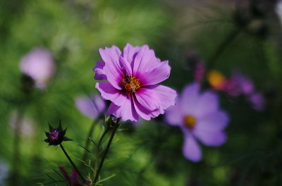 More flowers!