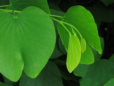 Bauhinia Leaves