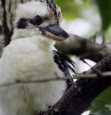 Kookaburra Close-up