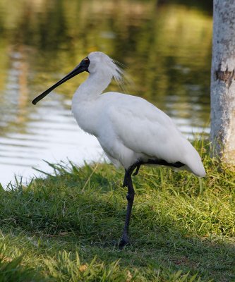 Royal Spoonbill