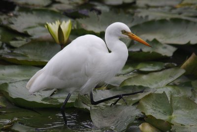 Intermediate Egret