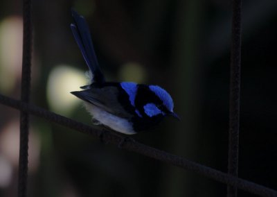 Superb Blue Fairy Wren (Male)