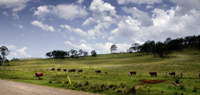 A procession of cows