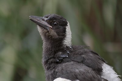 Immature Australian Magpie