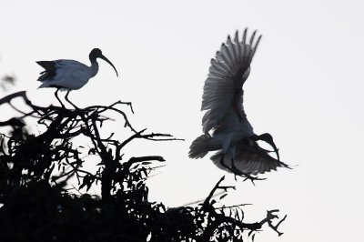 Australian White Ibis