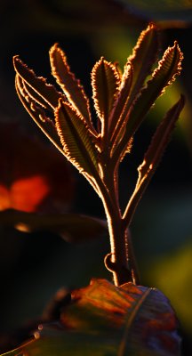 New Growth on Banksia