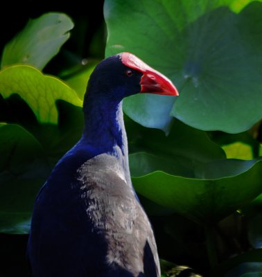 moorhens_coots_and_swamphens