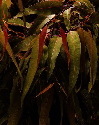Eucalypt leaves