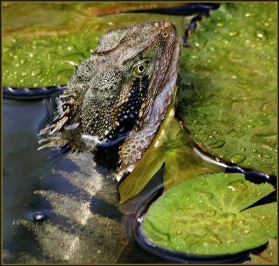 Water Dragon