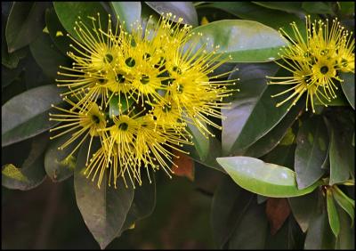 Unknown flowering shrub