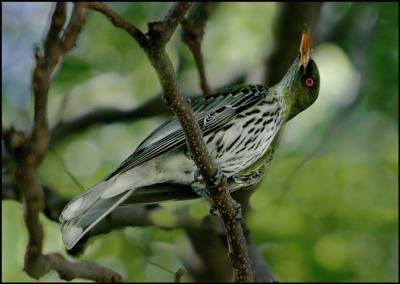 Oriole
