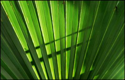 Palm frond