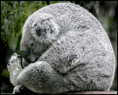 Koala Contemplation