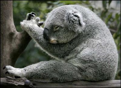 Koala in typical pose