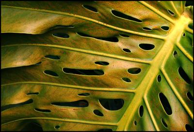 Monsteria Leaf