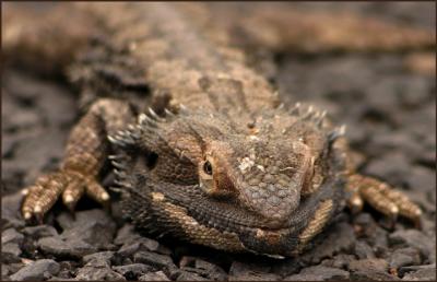 Bearded Dragon