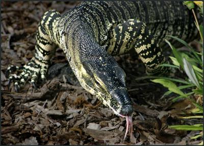 Goanna 2