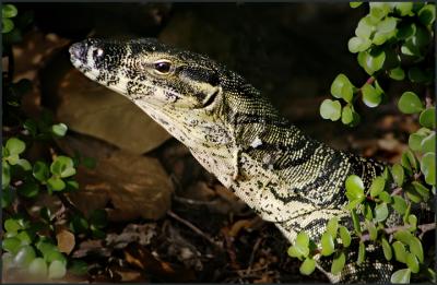Goanna