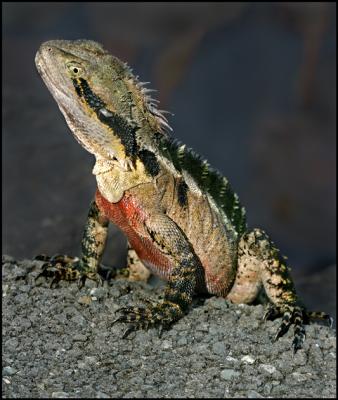 Water Dragon