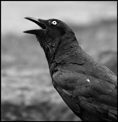 Raven  ....  (Nevermore ........!)