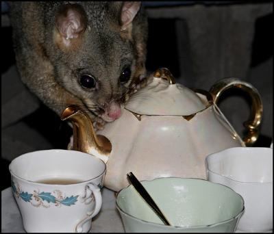 A strange visitor for tea!