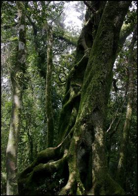 Springbrook NP