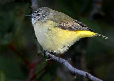 Yellow Rumped Thornbill