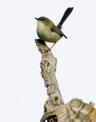 Fairy Wren