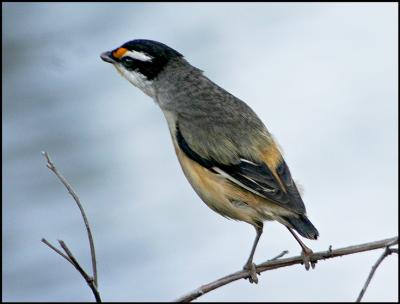 Striated Pardalote