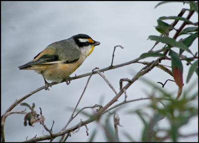 Striated Pardalote