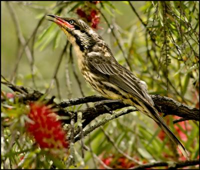 Spiny Cheeked Honeyeater