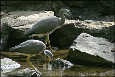 White Faced Herons