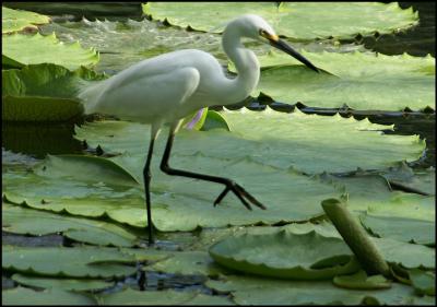 Little Egret (2)