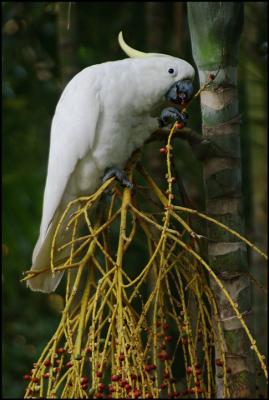 Cockatoo eating palm berries