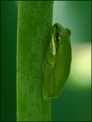 Tiny Frog (2)