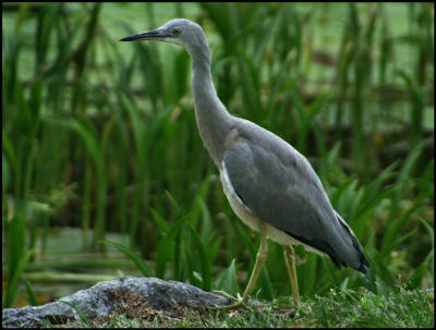 Young White Faced Heron