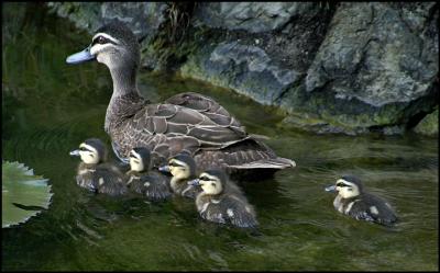 Black Duck Family