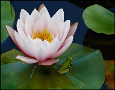 Frog and Waterlily